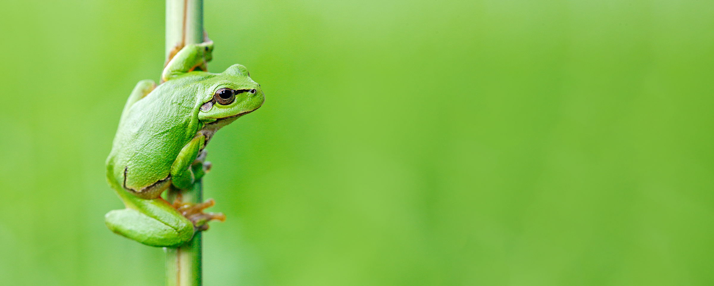 Grüner Frosch auf einem Ast sitzend